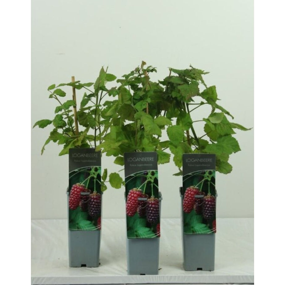 Loganbär – Rubus loganobaccus - C2 30-40 CM